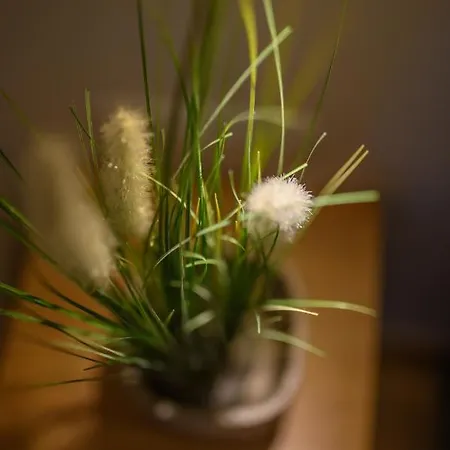 Magnolia * 파트라